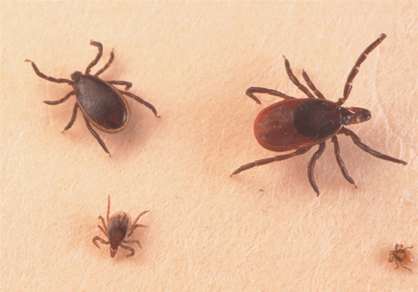 Alerta a Reducir el riesgo de exposición a las garrapatas