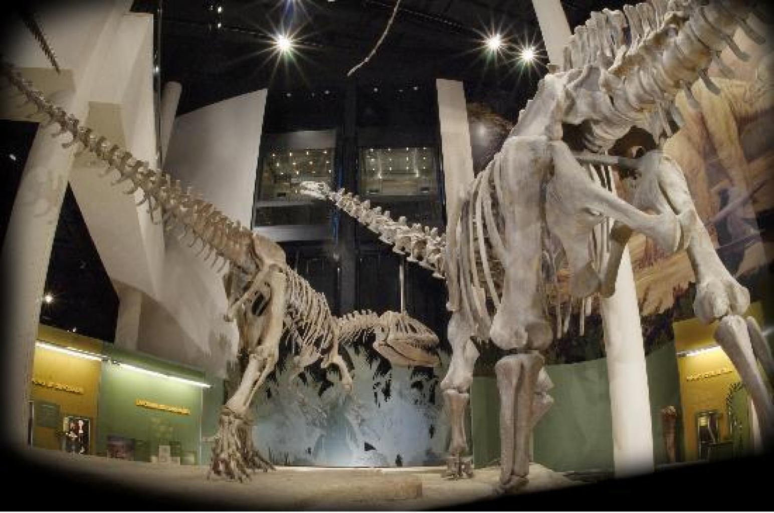 Visite la Biblioteca Sam Noble en el Día Anual de la Biblioteca 