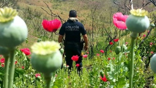 Legisladores Mexicanos planean legalizar producción de opio