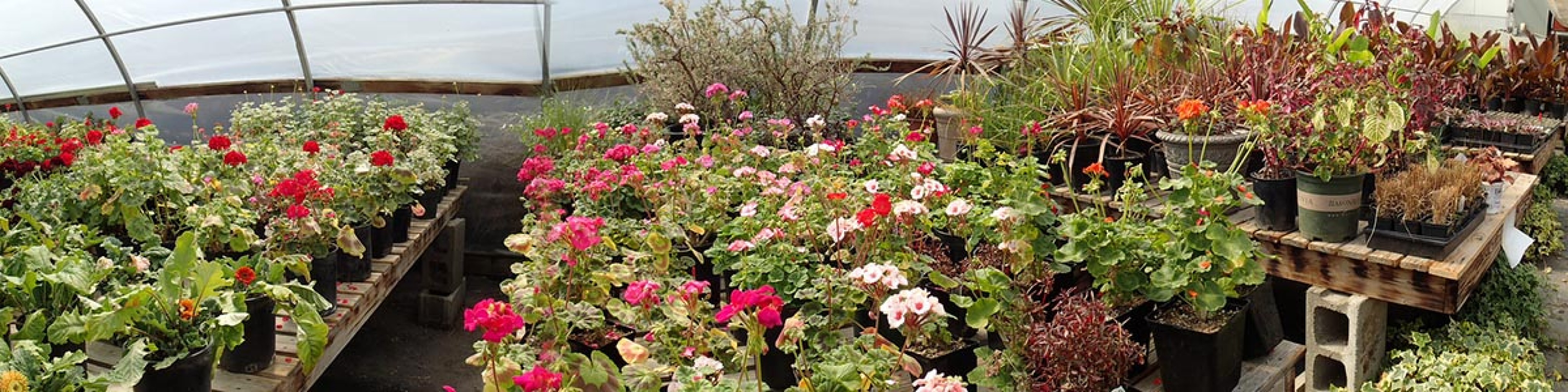 OSU Extension Offers  “What About Winter?” Horticulture Workshop