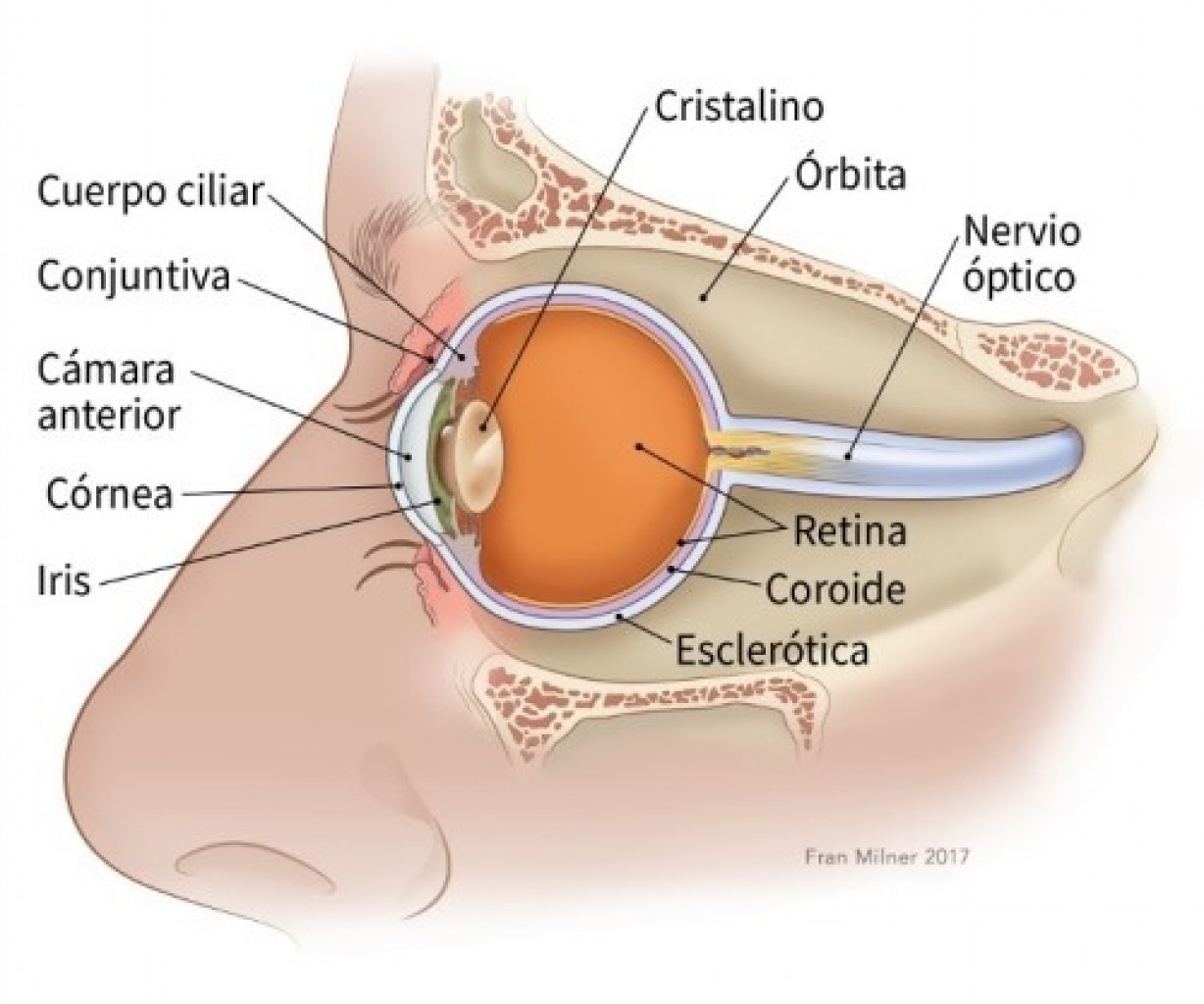 ¿Qué es el cáncer de ojo?