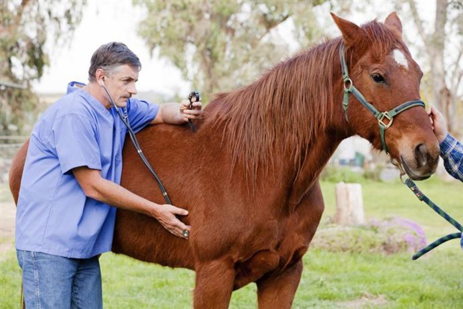 Alertan a propietarios de caballos a Vacunar contra el virus del Nilo Occidental