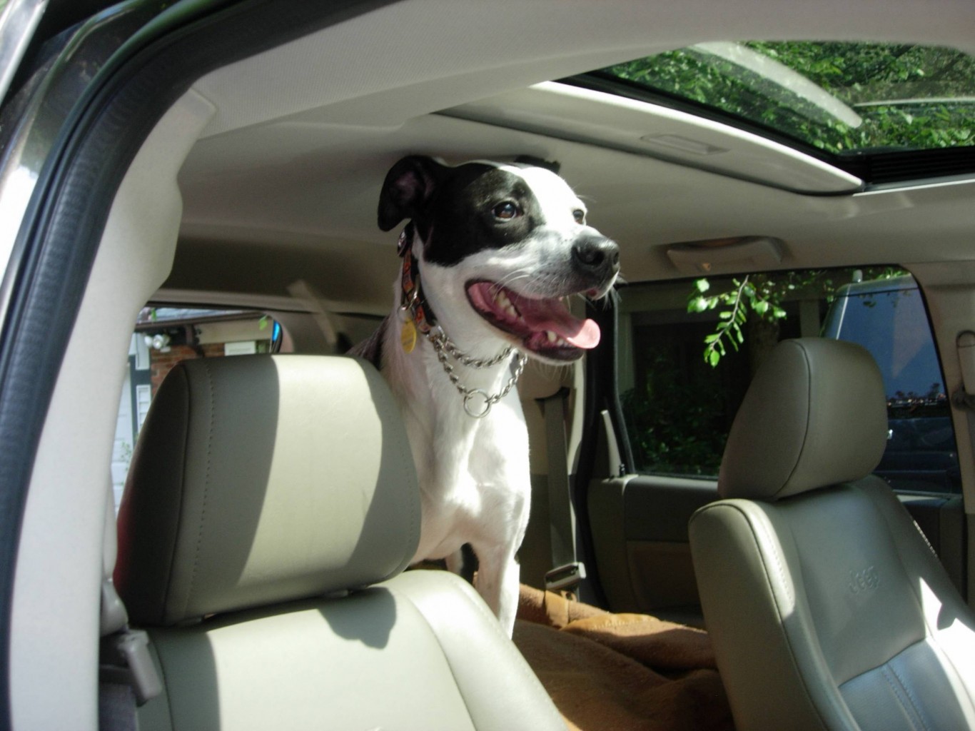 Seis Consejos para Proteger a las Mascotas en la Temporada de Tormentas