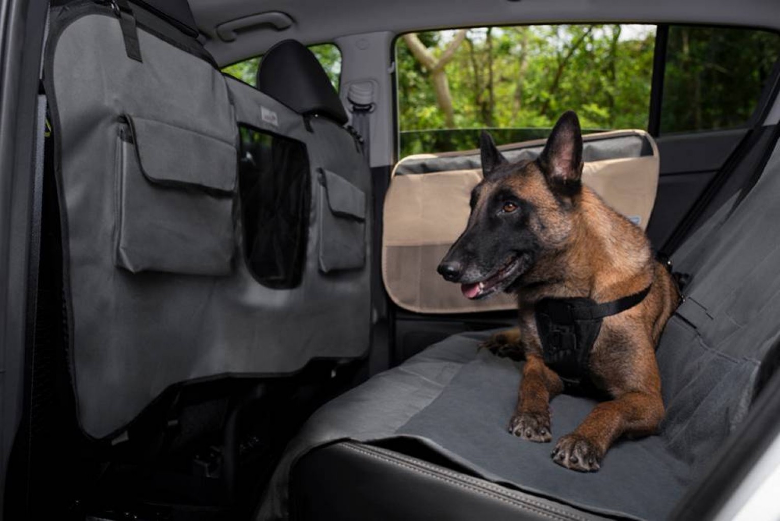Securidad al conducir  con su mascota