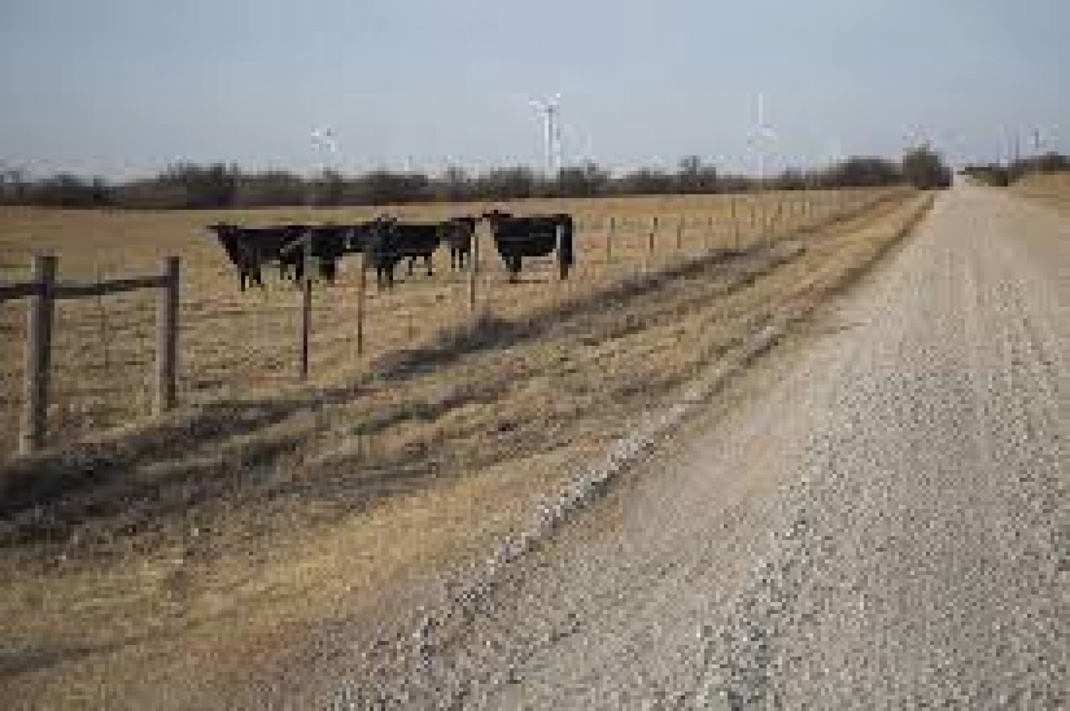 Oklahoma se prepara para un posible brote de fiebre porcina africana