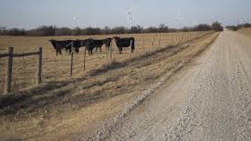 Oklahoma se prepara para un posible brote de fiebre porcina africana