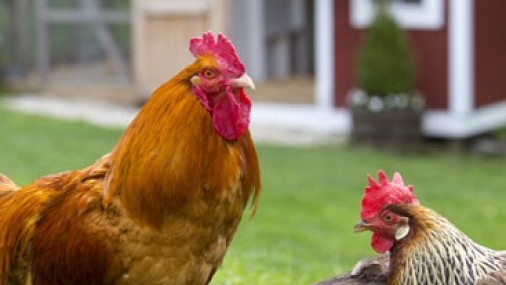 Pandemia de Coronavirus han llevado  a una carrera por los huevos