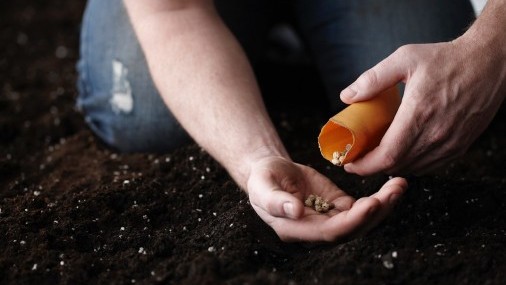 Semillas no solicitadas de países extranjeros que afectan a Oklahomans