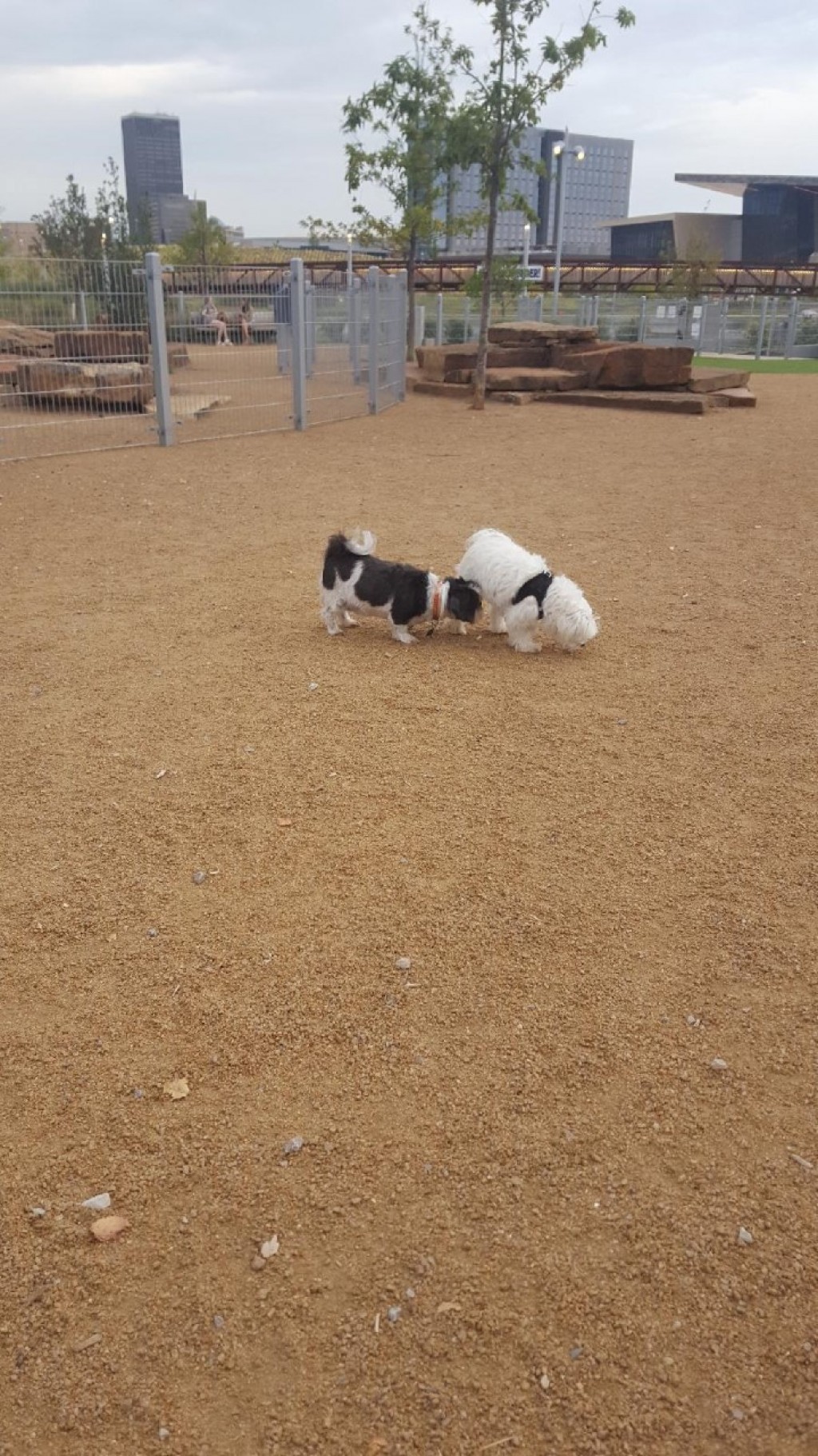 5 consejos para proteger a tu mascota esta temporada navideña