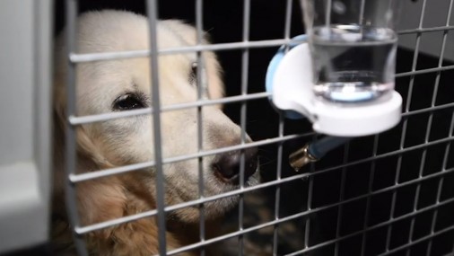 Nueva Ley Alienta a residentes a rescatar animales