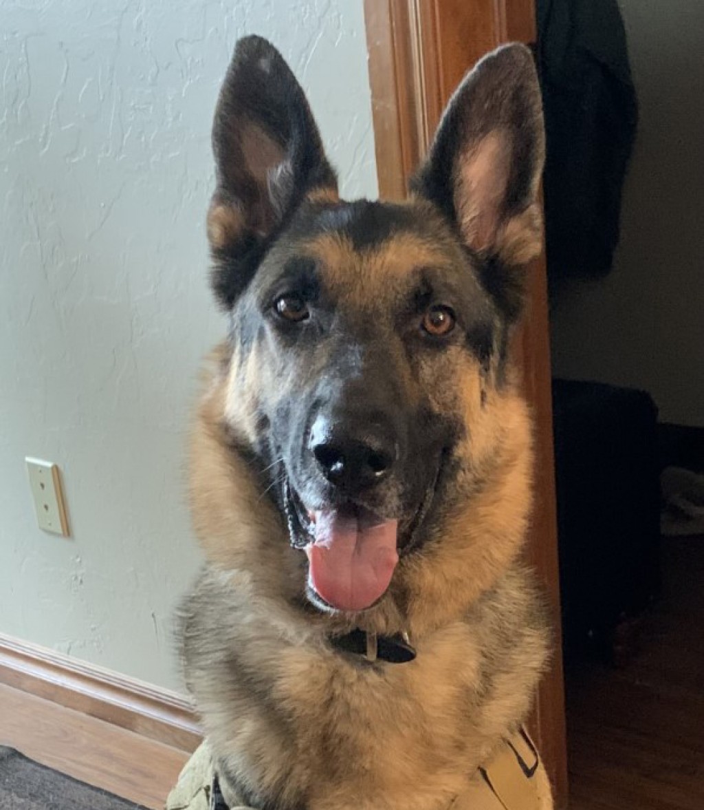 Consejos para aliviar la ansiedad de los fuegos artificiales en las Mascotas