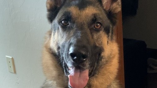 Consejos para aliviar la ansiedad de los fuegos artificiales en las Mascotas