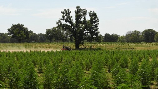 CRECIMIENTO INVASIVO DE LAS CASAS DE CULTIVO DE MARIHUANA EN OKLAHOMA
