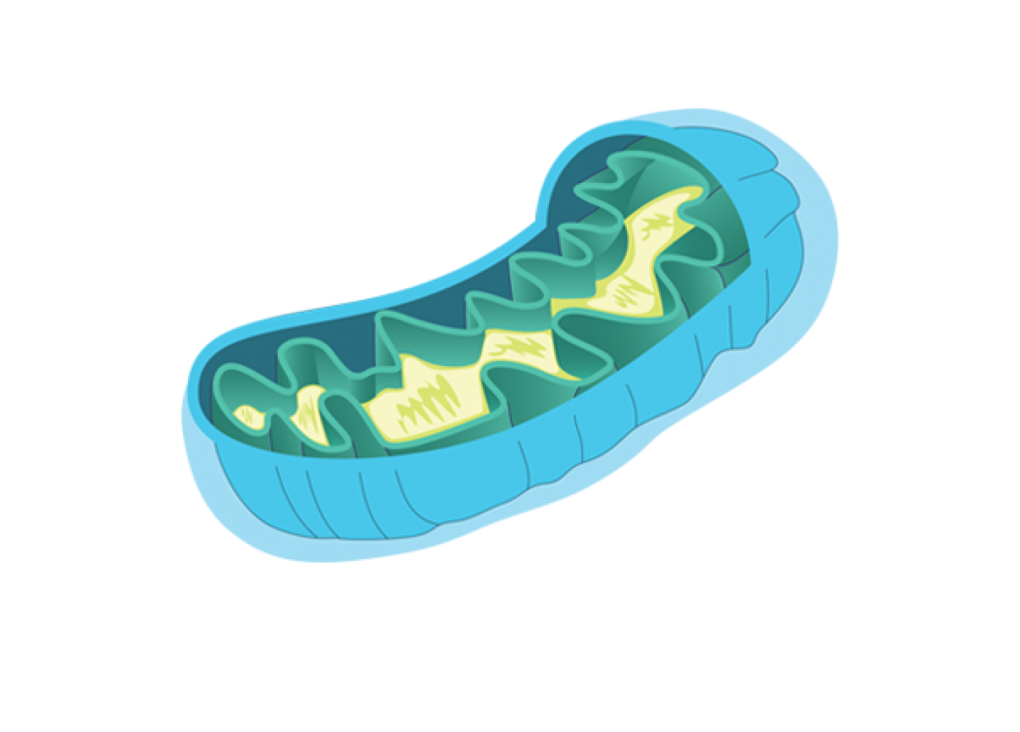 Cuidar las mitocondrias para disponer de más energía