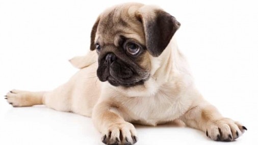 4 alimentos para evitar darle a su mascota este Día de Acción de Gracias