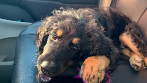 Los 10 mejores nombres para perros y gatos en 2021