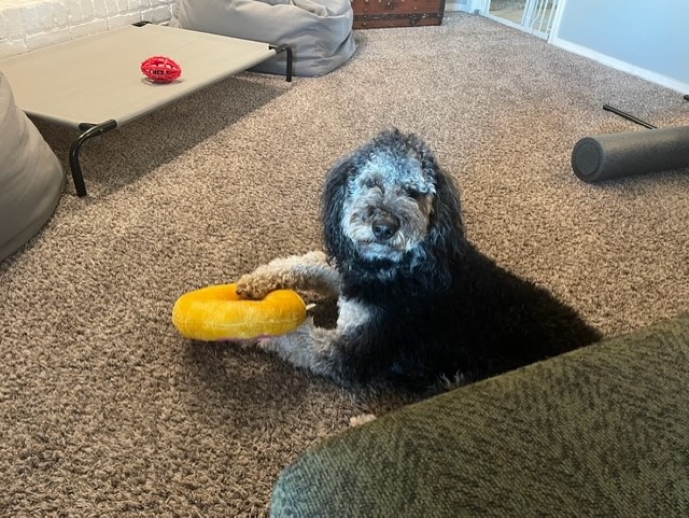 5 consejos esenciales para proteger a tu mascota del duro clima invernal