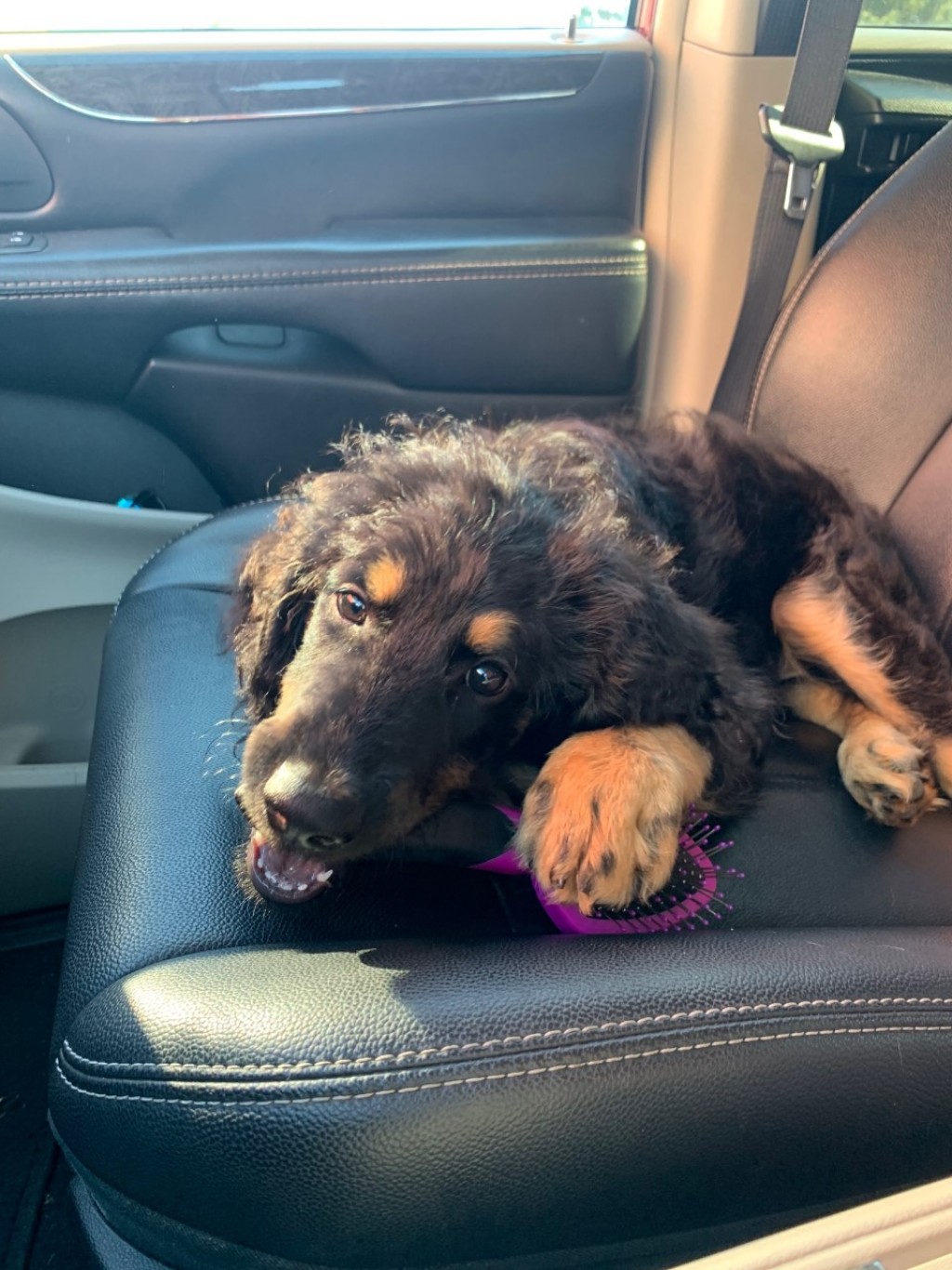 Los dulces para tu novio humano no son tan dulces para tus mascotas.