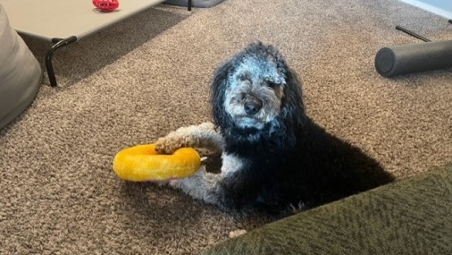 Los dulces para tu novio humano no son tan dulces para tus mascotas.