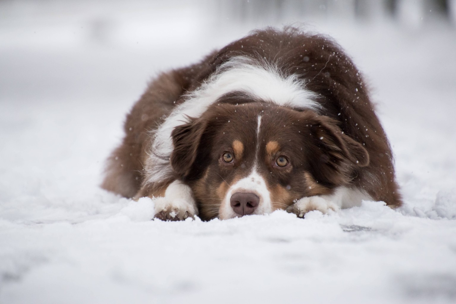 Nueva ordenanza requiere protección a sus mascotas en climas helados