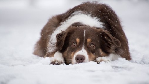 Nueva ordenanza requiere protección a sus mascotas en climas helados