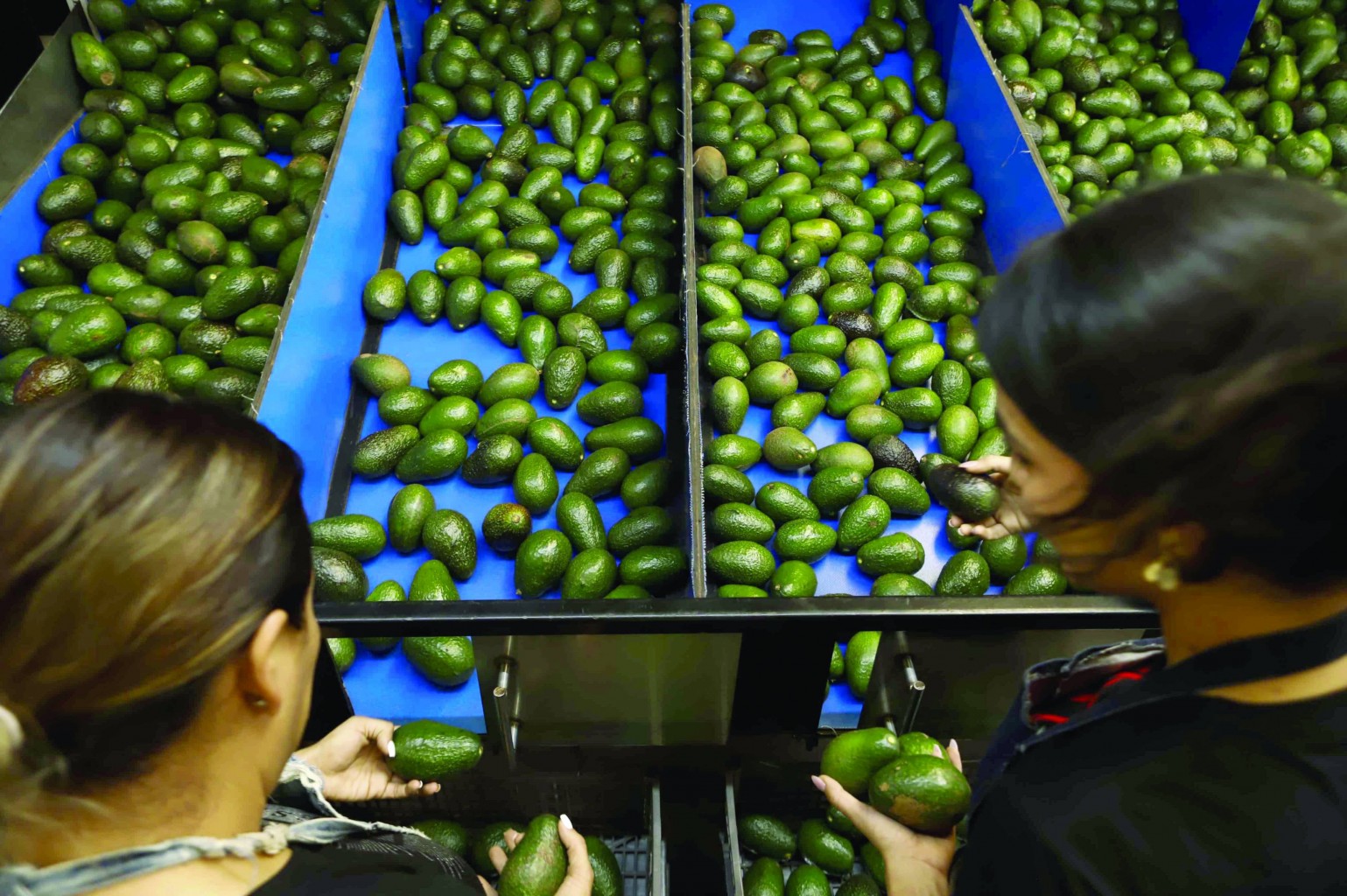EEUU abre camino para volver a importar aguacate mexicano