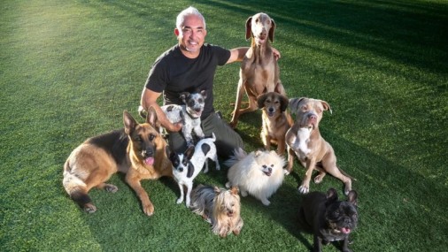 Enero es el Mes Nacional de Entrenar a Tu Perro y  Cesar Millán te ofrece los siguientes consejos: