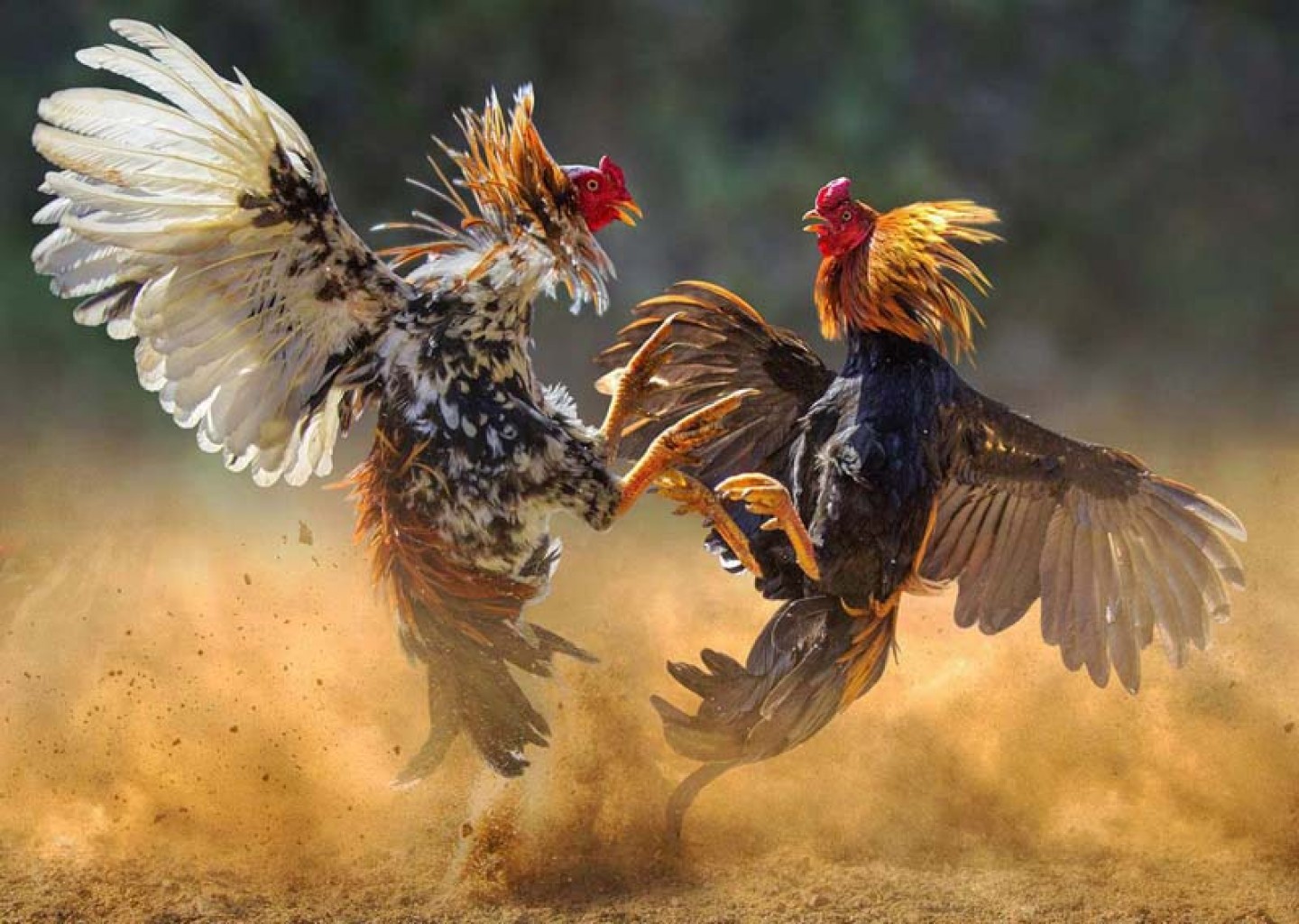 Descubren operación de Pelea de gallos a gran escala en Norman Oklahoma