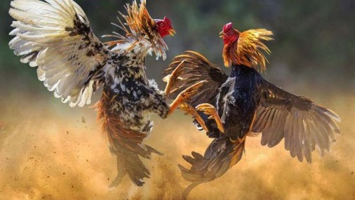 Descubren operación de Pelea de gallos a gran escala en Norman Oklahoma