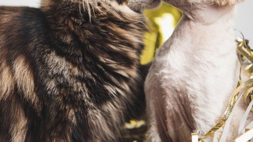 ¿Amarse como los gatos?