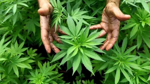 Tres acusados por operación ilegal de marihuana 