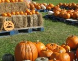 Festividades de otoño en Norman Oklahoma  destacan la conciencia ambiental 